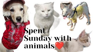 Spent Sunday with animals | Weekend | Someone special I love | Richa Patil