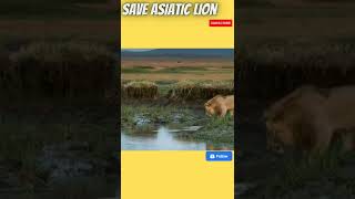 African Lion King | #lionking #SaveLion #SAVEAFRICANLION #SAVEASIATICLION #shorts #shortsvideo