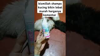 bismillah shampo kucing bikin lebat murah harga 50 ribu #short