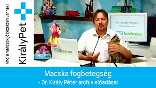 Macska fogbetegség