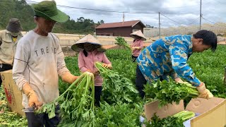 Thu hoạch CẦN TÂY Đà Lạt, nước ép Cần Tây giúp da sáng, dáng xinh.