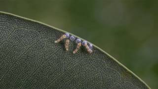 WOW! Baby catterpillars hatching