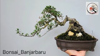 Inspirasi Bonsai Santigi Dalam Genggaman... Small Cascade.