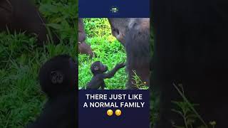 Gorilla and Baby being cute #gorilla #baby #cute #family #nature #shorts