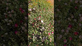 Graceful Portulaca flowers || Home Gardening |  #flowers #gardening #youtubeshorts #portulaca