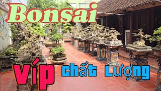 Vườn Bonsai víp chú Thực Hữu Bằng Thạch Thất Thất HN