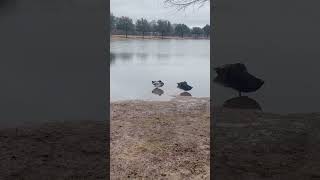 Ducks at a pond #animal #ducks #animals #duck