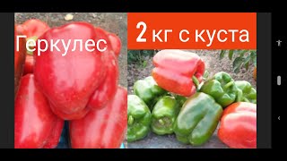 Перец Геркулес F 1 больше 2 кг с куста.