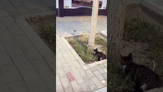 Cat Caught Hunting Bird in Middle of Street