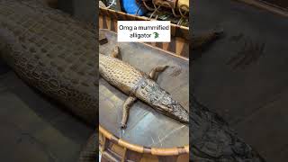 Mummified crocodile in tangeri marocco