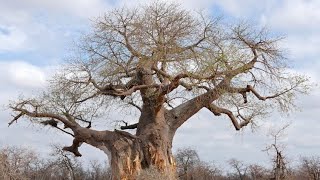 300 Year Baobab Tree