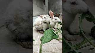 rabbit eating | part 2 | @gharmachiryaghar