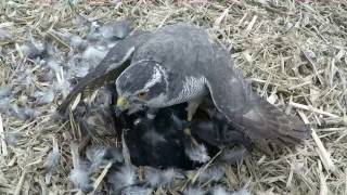 Goshawk vs Crows 11