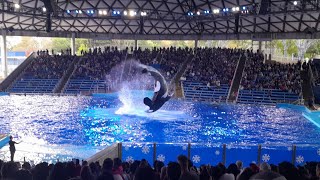 One Big World Orca Encounter SeaWorld San Antonio 11/18/23