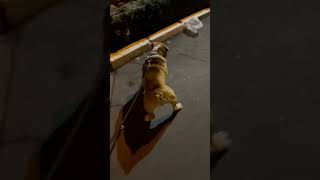 Wind Drifting Plastic Bag Startles Dog