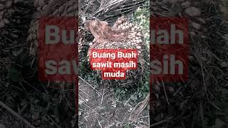 buang buah liar di pokok induk