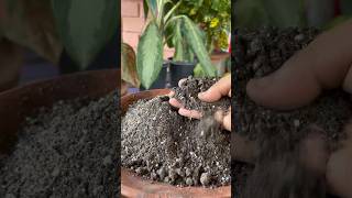 potting mix for all type indoor plant🪴|well draining soil#shorts#gardening#viral#youtubeshortsviral