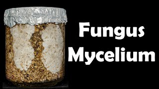 Fungus Mycelium growth - Time lapse [4K]