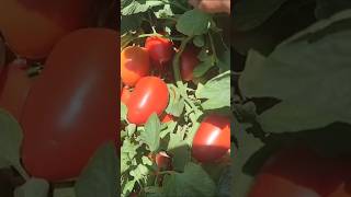 Backyard Garden tomato plating amazing nature #short #fypシ゚ #asmr #garden #tomato