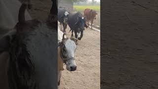 Buffalo  Village life