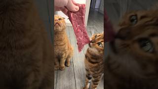 Реакция кошек на мясо #cat #shorts