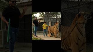 Little Kid Holding A Big Bengal Tiger in Chain | Nouman Hassan