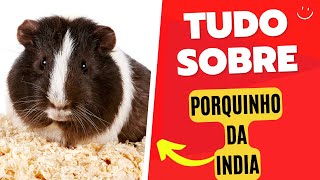 Porquinho da Índia, tudo sobre, @natugeooficial