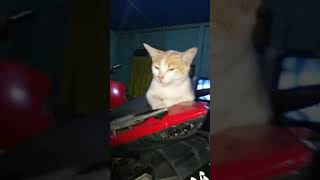 Kucing oyen yang lucu lagi ngambek