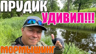 #52 КУЧА РЫБЫ. Мини Прудик в Парке УДИВИЛ!!! #мормышинг #nanojig #стритфишинг