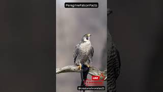 PeregrineFalcon Facts! #animals #birds #falcons #fast #facts #shortsfeed #wildlife #shorts