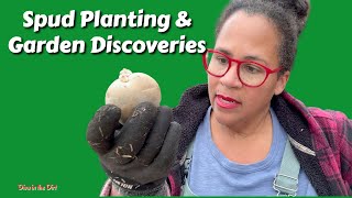 Unexpected Garden Adventures: Planting Potatoes & Reviving Soil