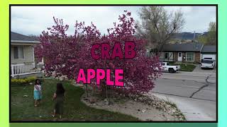 CRAB APPLE FACTS #gardening #naturelovers #nature #naturephotography #flowers #trees #plants