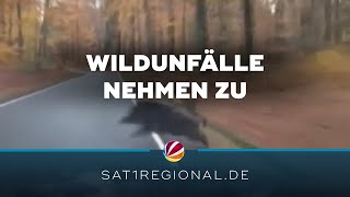 Wildunfälle nehmen zu: Wo es besonders gefährlich ist