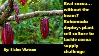 Real cocoa… without the beans? Kokomodo deploys plant cell culture to tackle cocoa supply challenge