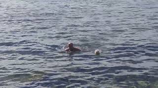 Crazy Baloo the Maltipoo swims together with his human dad in Croatia