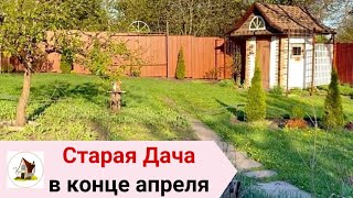 Как перезимовала и как выглядит сейчас Старая Дача. Архив апрель 2024.