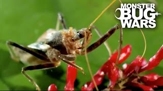 Bee Killer Assassin Bug Vs Earwig | MONSTER BUG WARS