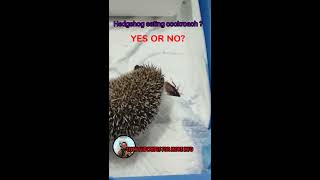 Hedgehog eating cockroach ? #Shorts