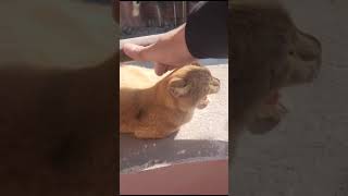 petting cat #youtubeshorts #youtube #subscribe #shorts #viral #cute #funny #cat #cats #catlover #kit