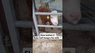 Funny Calf in Slow Mo 😂👅 Milk Time for Bottle Fed Calf 🍼🐮 #cows #babycow #farmingshorts #farmshorts