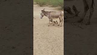 Donkey in ground area #animals #donkeyvillage #funnyanimal #ytshortsvideo #funny #donkey