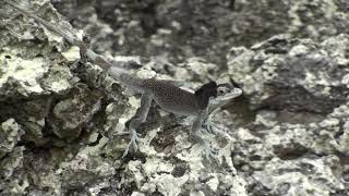 Dactyloa agassizi / Lagartija de Malpelo / Endémica / SFF Isla Malpelo