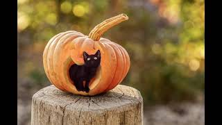 #Футаж котенок в тыкве для хеллоуина ◄4K•HD► #Footage kitten in a pumpkin for halloween