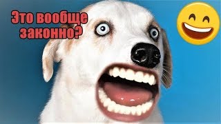 ДО СЛЁЗ СМЕШНЫЕ ПРИКОЛЫ 2018/ПРИКОЛЫ ПРО ЖИВОТНЫX 2018/СМЕШНЫЕ ПРИКОЛЫ С ЖИВОТНЫМИ 2018