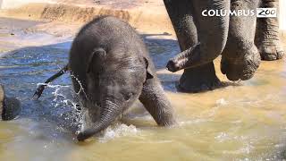 Asian Elephant Calf Name Reveal