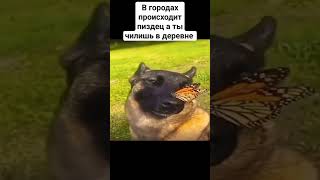 собака