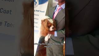 Cavalier King Charles Spaniel  @ Chennai Dog show 2024