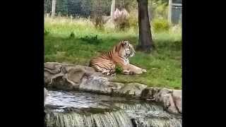 Yorkshire Wildlife Park 2015