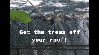 Why You Should Cut Tree Limbs Away From Your Roof