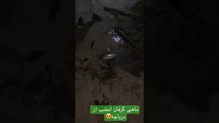 در حال ماهی گرفتن از دریاچه جای شما عزیزان خالی 😍🥰 #هرات #afghanistan #viral #shorts